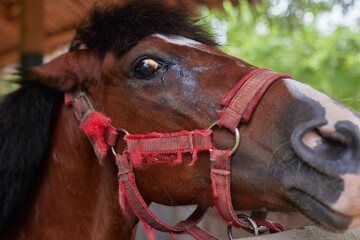 an alarmed horse, a close-up of the muzzle