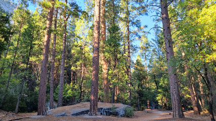 Tall trees in a forest in Yosemite National Park, USA