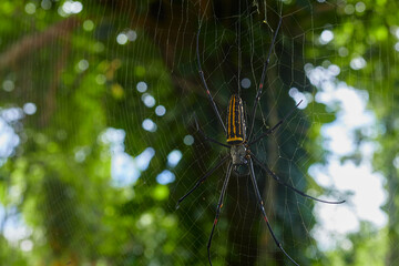 Golden Orb-web Spider (Nephila pilipes), close-up