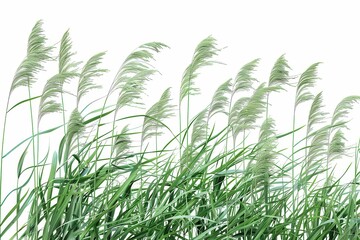 giant reed arundo donax grass isolated on white background hyperrealistic botanical illustration png file
