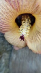 yellow flower blooming background image