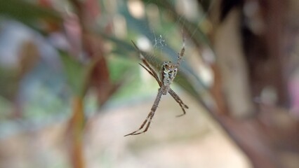 picture of spider in nest