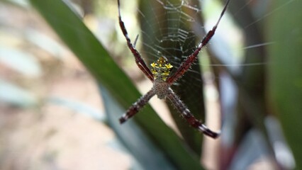 picture of spider in nest