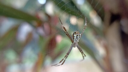 picture of spider in nest