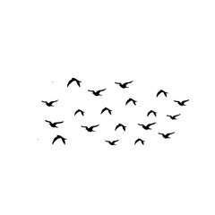 Flying birds silhouettes on white background. Vector illustration.