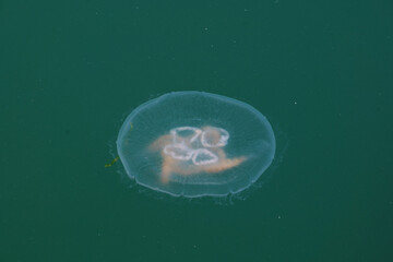 jellyfish under sea