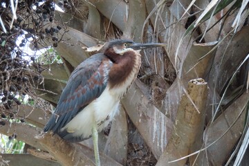 Tricolored heron chick on palm tree background in Florida nature, closeup