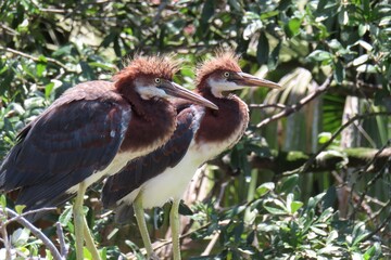 Tricolored heron chicks in the nest in Florida nature, closeup