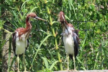 Tricolored heron chicks in the nest in Florida nature, closeup