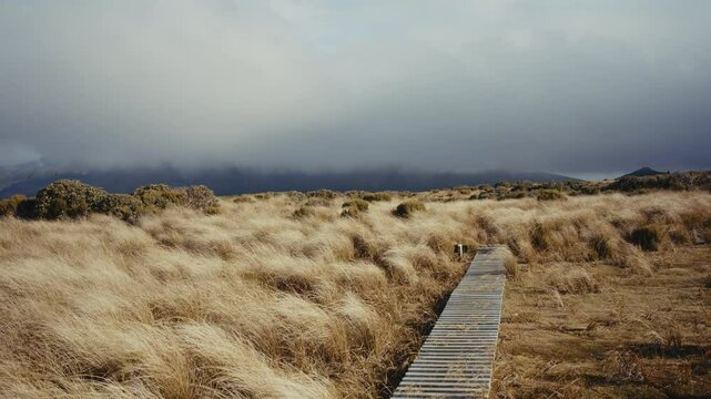 Windy meadow in New Zealand