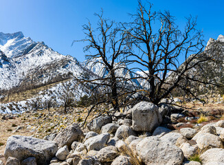 Burned Trees With Snow Capped Mt. Whitney and The Sierra Nevada Mountains, Lone Pine Group Campground, Inyo National Forest, California, USA