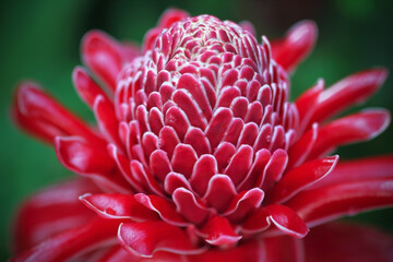 Torch Ginger has beautiful colors and is commonly grown as an ornamental plant.