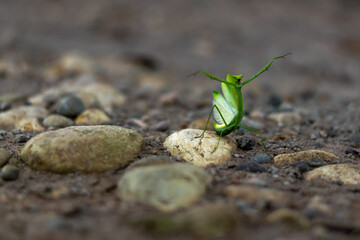 Insecto Mantis Religiosa posando encima de una piedra