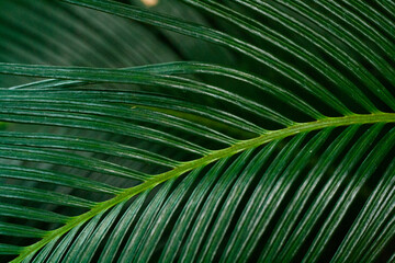 Dark Green Palm Leaf