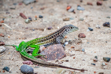 
We see a beautiful green lizard (teius Teyou), its texture and colors are captivating, an animal native to Mendoza Arg.