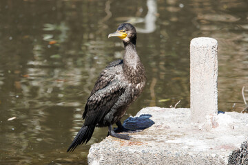 Cormorant taking a rest