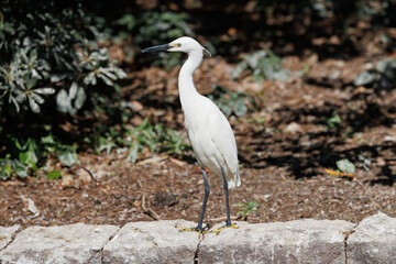 A small heron standing by the river