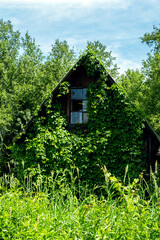 Old country house overgrown with lush foliage.