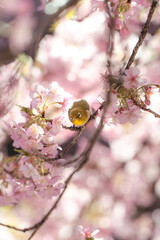松戸河津桜とメジロ