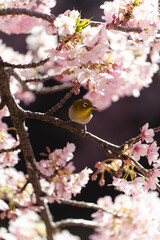 松戸河津桜とメジロ