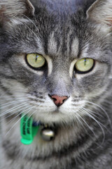 Close up of the face of a grey tabby cat