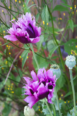 Beautiful purple poppies blooming by a fence; Purple poppy with frilly petals and seed pods