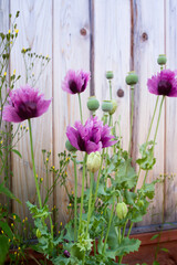 Beautiful purple poppies blooming by a fence; Purple poppy with frilly petals and seed pods