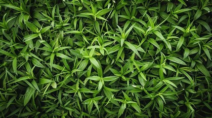 Fototapeta premium Intimate Portrait of Vibrant Green Grass, A Celebration of Nature's Texture and Detail