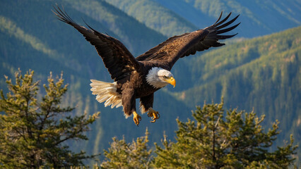 Obraz premium bald eagle in flight