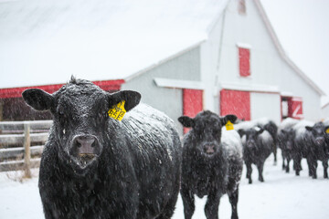 Angus Cattle in Snow with Barn
