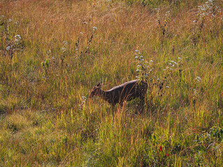 Deer feed in the vast grassland at the mountain forest.   