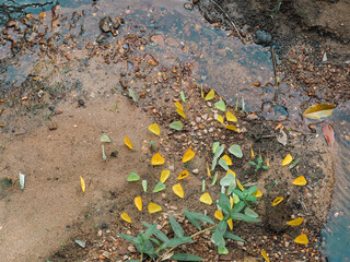 Flock of beautiful yellow butterflies in the forest