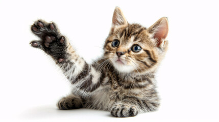 Obraz premium Adorable domestic cat giving a high five, isolated on white background