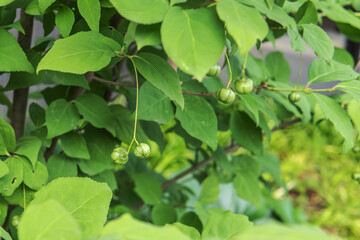 ツリバナ（Euonymus oxyphyllus）の実・7月