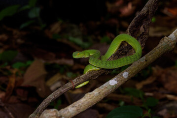 Obraz premium Sumatran Green Pit Viper on tree branch in Thailand rainforest