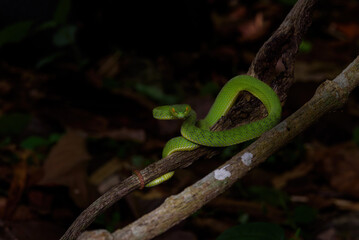 Sumatran Green Pit Viper on tree branch in Thailand rainforest