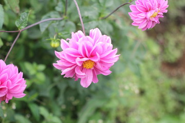 The beauty of dahlia flowers in bloom in the garden