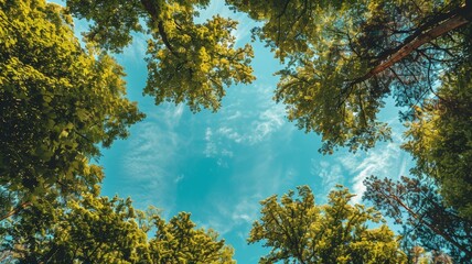 Framed pictures of trees And in the middle was a clear sky. International Ozone Layer Protection Day.