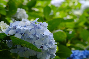 あじさい