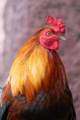 Vertical portrait of Rooster.Selective focus.