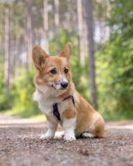 Adorable corgi puppy with cute face and huge ears outside on a nature walk through a park. Ontario, Canada