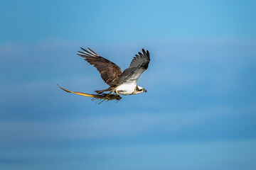 An Osprey in flight with a branch