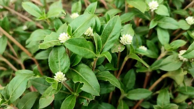 Nature background of Gomphrena serrata moving slowly in the wind.  Soft focus.  Full frame.  White wildflowers. Bunga kancing