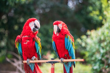 Red macaw parrot couple talk together at Fukuoka zoo