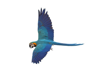 Colorful flying Blue and Gold Macaw parrot isolated on transparent background png file