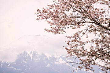Pink cherry blossom of sakura tree with mount fuji, Yamanashi, Japan