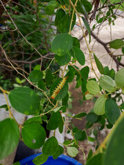 Journey of Transformation: The Orgyia postica Larvae Inches Along a Verdant Leaf