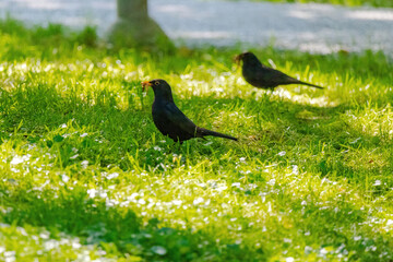 black bird perching on green meadow