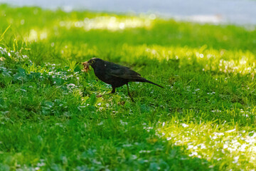 black bird perching on green meadow