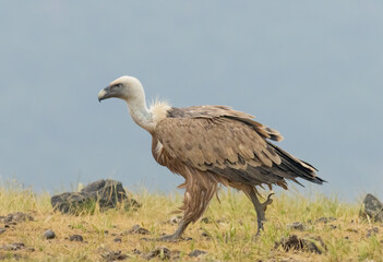 Griffon Vulture (Gyps fulvus) on feeding station
